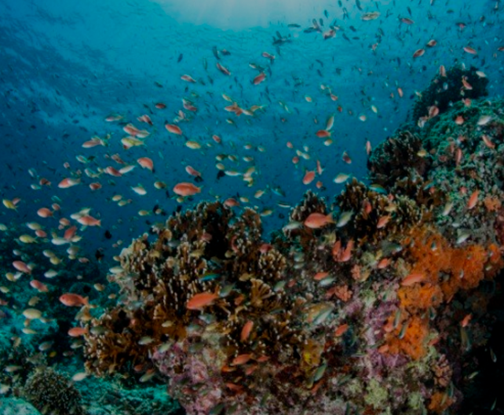 Oceans Oceans